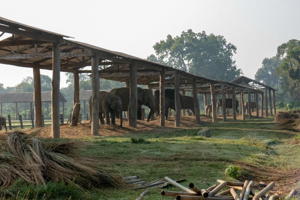 Visite de la nurserie d'éléphants